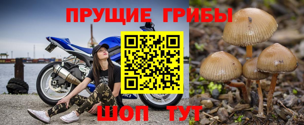 Псилоцибиновые грибы Psilocybe Сочи